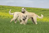 IRISH WOLFHOUND 004